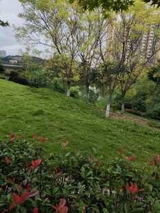 春日公园绿意盎然景致