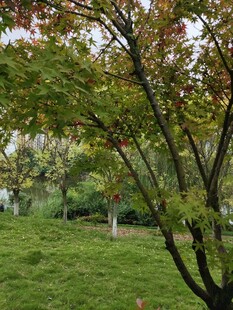 春日草地旁的繁茂树木