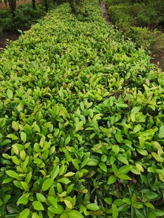 翠绿繁茂的植物景观