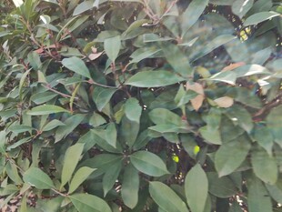 绿叶间的黄色小花