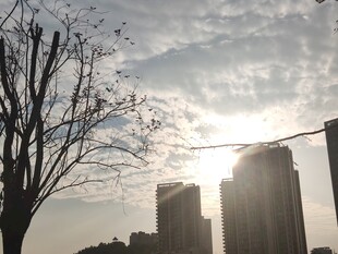 城市天际线与光秃树木