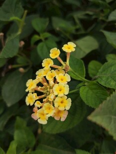 黄色小花绽放绿叶间