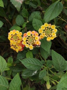 三朵黄橙相间的美丽花朵