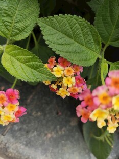 多彩马缨丹花朵特写