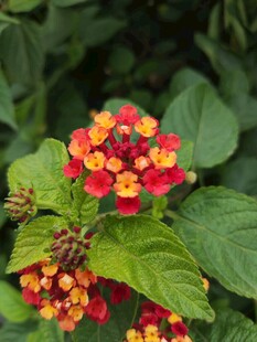 多彩马缨丹绽放