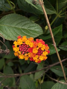 多彩马缨丹绽放绿叶间