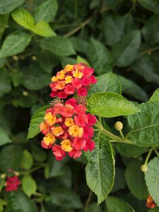 鲜艳马缨丹绽放绿叶间