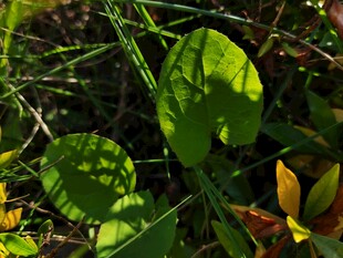 阳光下葱郁的绿叶