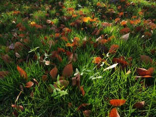 秋日草地落叶景象