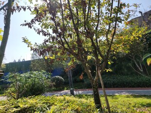 秋日公园树木与草地景致