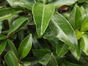 翠绿带纹叶片植物特写