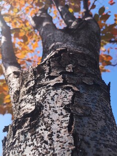 秋日树干纹理特写