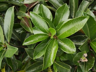 翠绿光泽的叶片植物