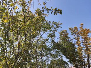 秋日树梢蓝天美景