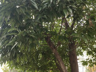 繁茂绿树展现盎然生机