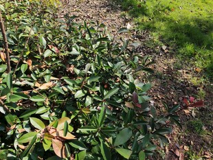 田间生长的绿色植物