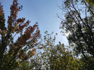 秋日林间树梢蓝天景致