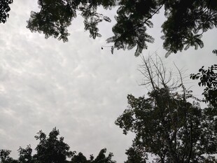 仰视树冠与天空景象