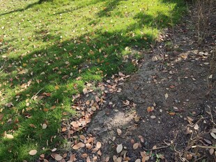 草地旁的泥土与落叶