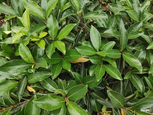 翠绿繁茂的植物叶片