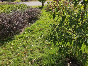 绿意盎然的花园景致