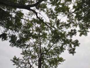 仰视视角下的繁茂绿树