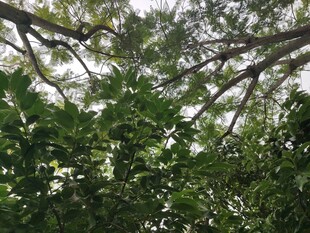 繁茂枝叶下的天空一角