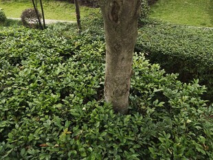 树下繁茂绿植景观