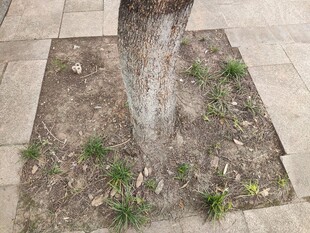 树基部的零星小草