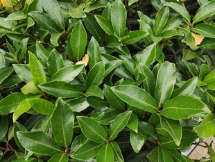 翠绿繁茂的绿植叶片