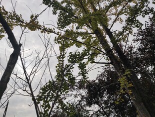 仰视视角下的树木枝叶