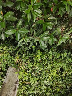 绿叶繁茂的自然景象