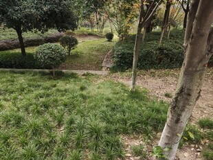 户外绿意盎然的自然景致