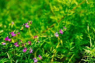 绿草间的紫色小花