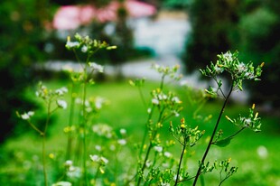 清新绿色草丛中的小白花
