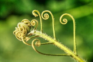 卷曲的蕨类植物嫩芽