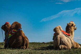 草原骆驼