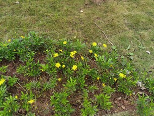 草地上的黄色小花