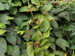 绿叶藤蔓植物景观