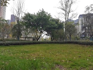 城市中的开阔草地景观