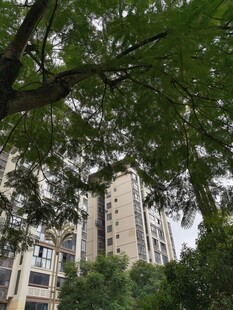 绿树掩映下的高层住宅