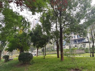 城市中的静谧绿化景观