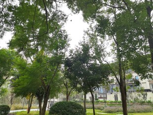 城市中的绿意盎然景观