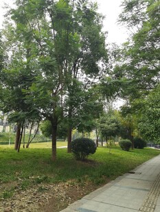 公园林荫小道绿意景致