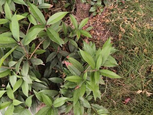 绿叶植物俯拍景象