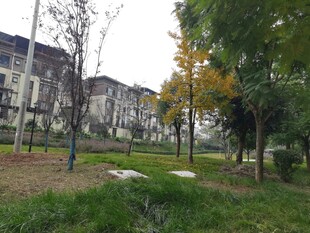 秋日小区内的静谧绿化景观