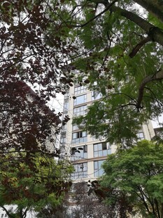 绿树掩映中的白色建筑