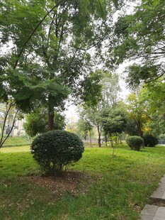 绿意盎然的公园景观