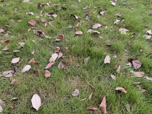 草地上散落的多彩落叶