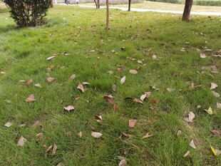 秋日草地落叶景象